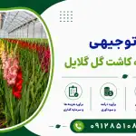 طرح احداث گلخانه کاشت گل گلایل