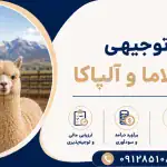 طرح پرورش لاما و آلپاکا