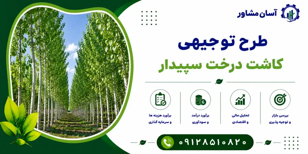 طرح کاشت درخت سپیدار