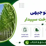 طرح کاشت درخت سپیدار