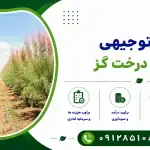 طرح کاشت درخت گز