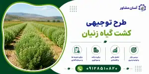 طرح کشت گیاه زنیان