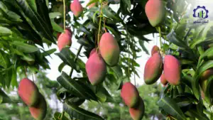 بررسی بازار داخلی و خارجی احداث باغ انبه