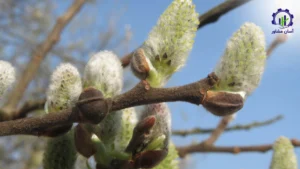 بررسی بازار داخلی و خارجی احداث باغ بیدمشک