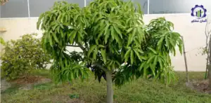 بررسی بازار داخلی و خارجی باغ آووکادو