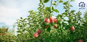 بررسی بازار داخلی و خارجی باغ سیب فوجی