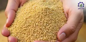 بررسی بازار داخلی و خارجی تولید کنجاله سویا