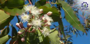 بررسی بازار داخلی و خارجی درخت اکالیپتوس