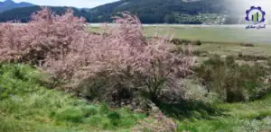 بررسی بازار داخلی و خارجی درخت گز