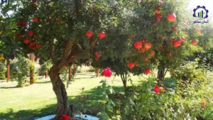 بررسی بازار داخلی و خارجی طرح احداث باغ انار