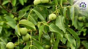 بررسی بازار داخلی و خارجی طرح احداث باغ گردو