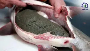 بررسی بازار داخلی و خارجی طرح احداث فارم پرورش ماهی خاویار