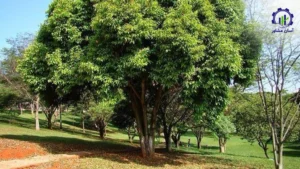 بررسی بازار داخلی و خارجی طرح احداث فارم کاشت درخت آبنوس