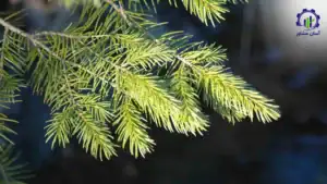 بررسی بازار داخلی و خارجی طرح احداث فارم کاشت درخت صنوبر