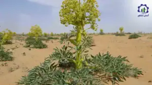 بررسی بازار داخلی و خارجی طرح احداث فارم کشت گیاه آنغوزه