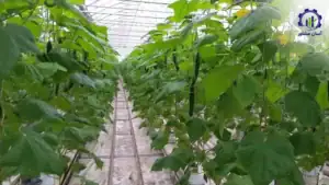 بررسی بازار داخلی و خارجی طرح احداث گلخانه خیار