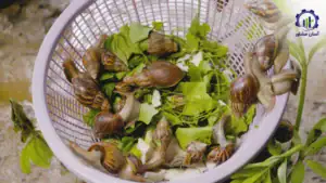 بررسی بازار داخلی و خارجی فارم پرورش حلزون