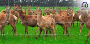 بررسی بازار داخلی و خارجی پرورش آهو