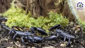 بررسی بازار داخلی و خارجی پرورش عقرب