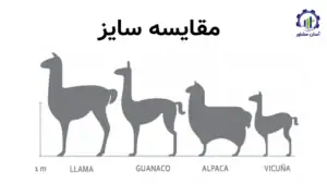 بررسی بازار داخلی و خارجی پرورش لاما و الپاکا