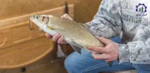 بررسی بازار داخلی و خارجی پرورش ماهی سوف سفید