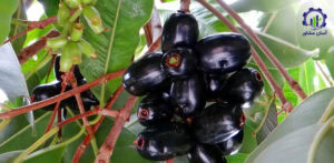 بررسی بازار داخلی و خارجی پرورش میوه جمبو