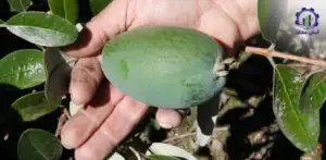 بررسی بازار داخلی و خارجی پرورش میوه فیجوا