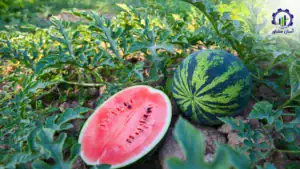 بررسی بازار داخلی و خارجی پرورش هندوانه