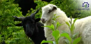 بررسی بازار داخلی و خارجی پرورش گوسفند رومانوف