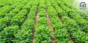 بررسی بازار داخلی و خارجی کشت بادام زمینی