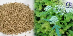 بررسی بازار داخلی و خارجی کشت زنیان