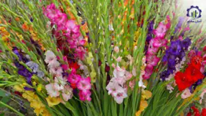 بررسی بازار داخلی و خارجی گل گلایل