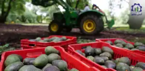 بررسی تجهیزات و تأسیسات احداث باغ آووکادو