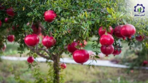 بررسی تجهیزات و تأسیسات احداث باغ انار