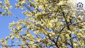 بررسی تجهیزات و تأسیسات احداث باغ بیدمشک