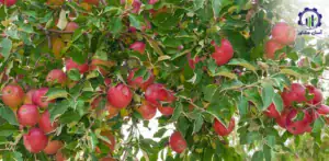 بررسی تجهیزات و تأسیسات احداث باغ سیب فوجی