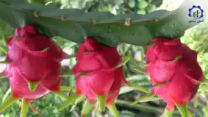 بررسی تجهیزات و تأسیسات احداث باغ میوه دراگون (پیتایا)