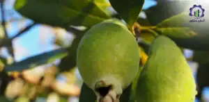 بررسی تجهیزات و تأسیسات احداث باغ میوه فیجوا