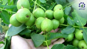 بررسی تجهیزات و تأسیسات احداث باغ گردو