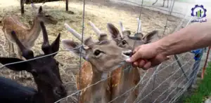 بررسی تجهیزات و تأسیسات احداث فارم پرورش آهو