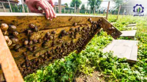 بررسی تجهیزات و تأسیسات احداث فارم پرورش حلزون