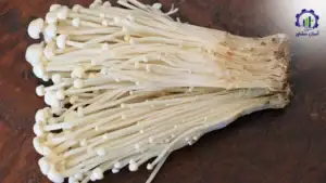 بررسی تجهیزات و تأسیسات احداث فارم پرورش قارچ انوکی