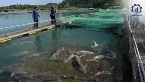 بررسی تجهیزات و تأسیسات احداث فارم پرورش ماهی خاویار