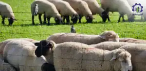 بررسی تجهیزات و تأسیسات احداث فارم پرورش گوسفند رومانوف