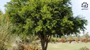 بررسی تجهیزات و تأسیسات احداث فارم کاشت درخت آبنوس