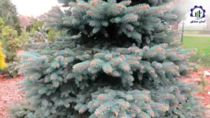 بررسی تجهیزات و تأسیسات احداث فارم کاشت صنوبر