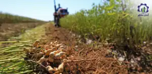 بررسی تجهیزات و تأسیسات احداث فارم کشت بادام زمینی