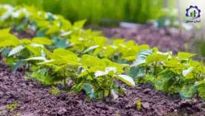 بررسی تجهیزات و تأسیسات احداث فارم کشت لوبیا چیتی