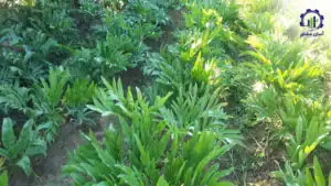 بررسی تجهیزات و تأسیسات احداث فارم کشت گیاه آنغوزه