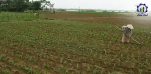 بررسی تجهیزات و تأسیسات احداث مزرعه کشت گیاه زنیان